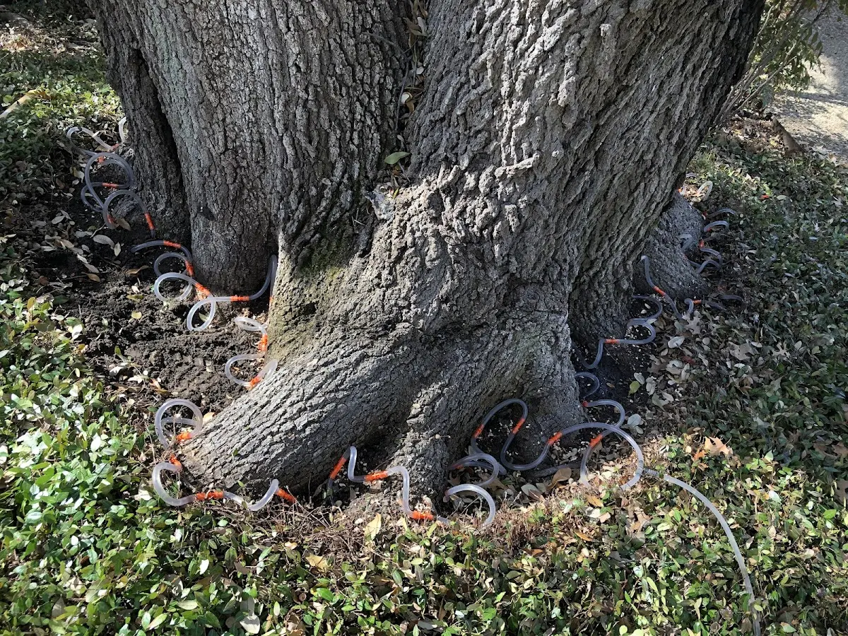 Detailed Tree Cabling and Bracing job site in Marble Canyon