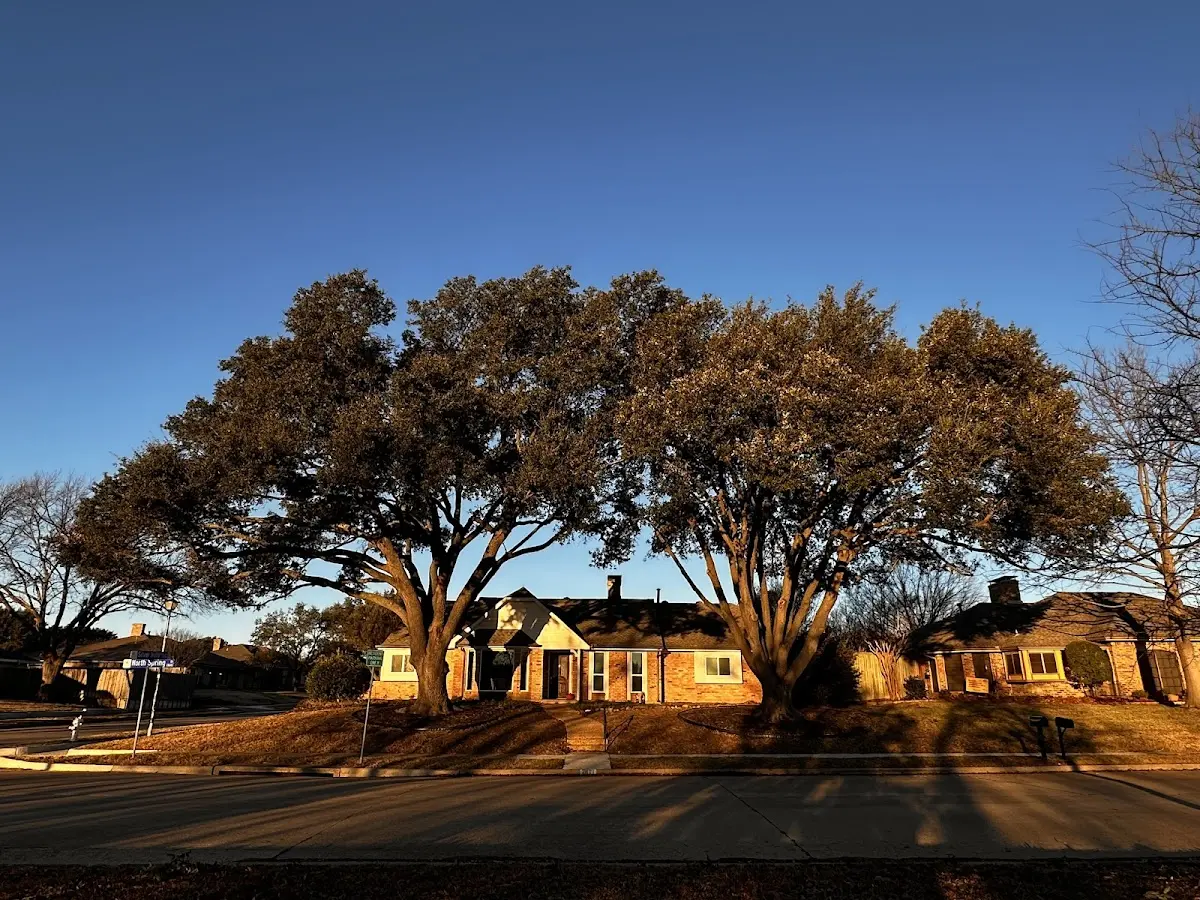 Established residential canopy tree shading a home in Marble Canyon